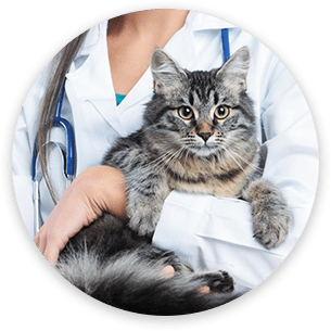 Animal Hospital in Grapevine: Veterinarian Holding Cat