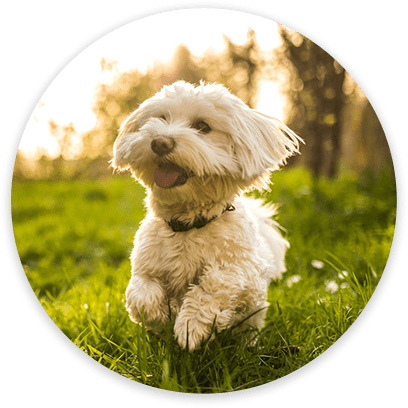 Animal Hospital in Grapevine: Dog Running Through Grass