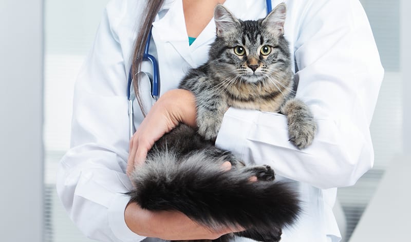 specialty animal hospitals near me