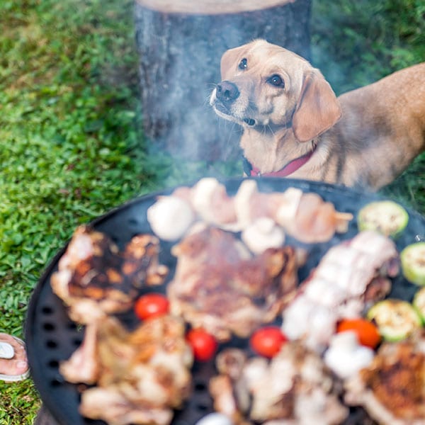 Pet Outdoor Party Safety in Grapevine: Dog Standing By BBQ