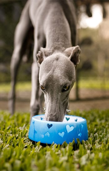 Pet Heat Exhaustion in Grapevine: Dog Drinking Water Outside on a Hot Summer Day