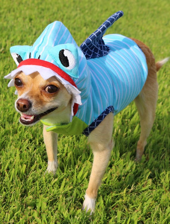 Halloween Pet Safety: Dog Wearing Shark Costume