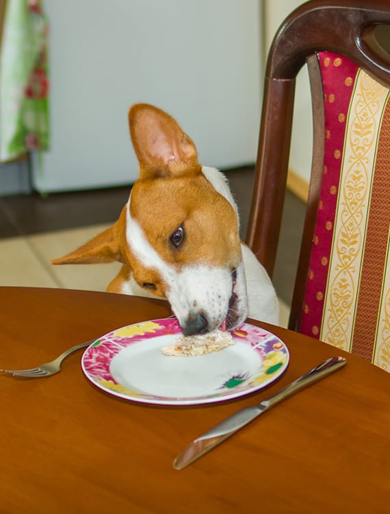 Thanksgiving Pet Safety in Grapevine: A Dog Eating Food from a Plate on the Table