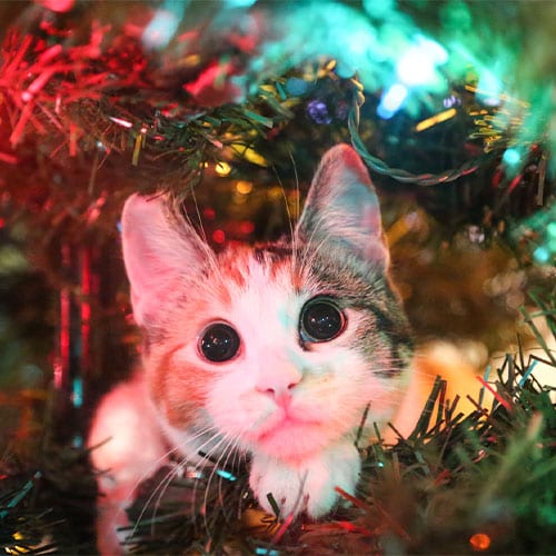 Holiday Pet Safety in Grapevine: A Cat Peeking Out of a Lighted Christmas Tree