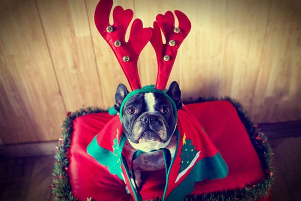 Holiday Pet Safety in Grapevine: A Dog Wearing Reindeer Antlers for Christmas