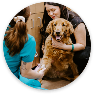 Staff treating dog