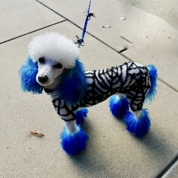 Halloween Pet Safety: Dog With Fancy Haircut