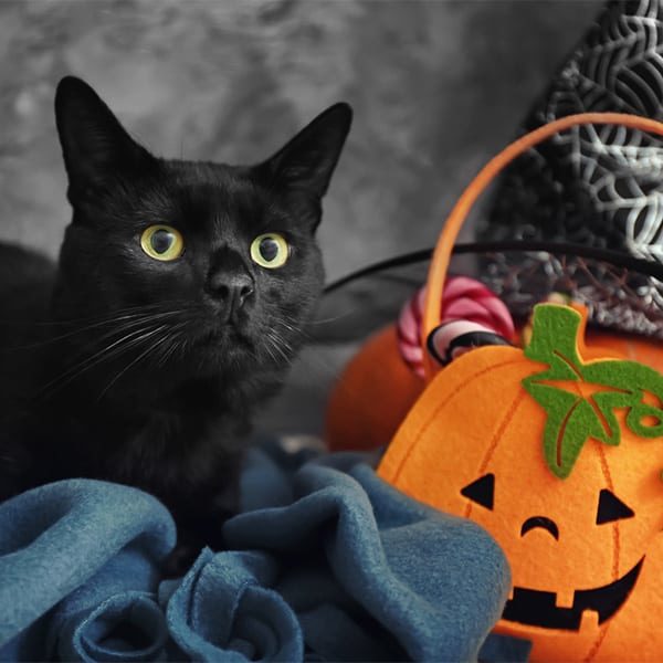 Cute black cat and Halloween decor near grey wall