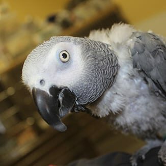 Exotic Pet Care in Grapevine: Bird Peaking Out of Cage