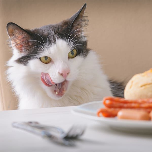 Thanksgiving Pet Safety in Grapevine: A Cat Looking at a Plate of Food on the Table