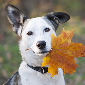 Fall Pet Safety in Grapevine: A Dog Holds an Autumn Leaf in Her Mouth