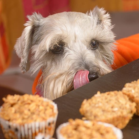 Thanksgiving Pet Safety in Grapevine: A Dog Looking at Oatmeal Muffins