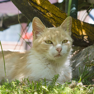 Pet Heat Exhaustion in Grapevine: Cat Laying in the Summer Sun