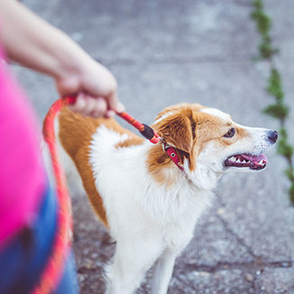 Summer Pet Safety in Grapevine: Dog Going For Walk